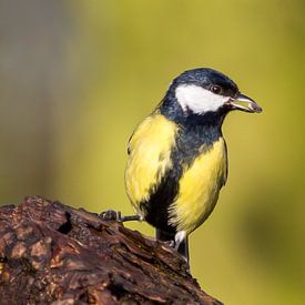 Edwin photo de profil