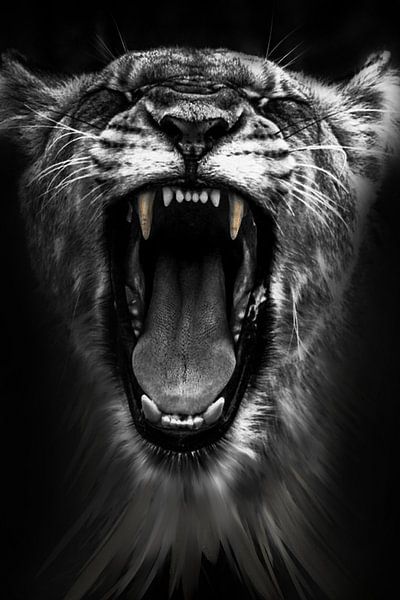 Lionne rugissante par Mark van Dellen