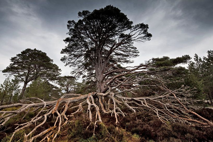 Alter Baum von Henk Leijen