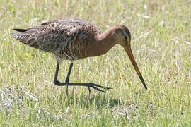 Grutto is looking for food in pasture by Peter Bartelings