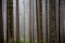 Wald im Nebel von Jürgen Wiesler