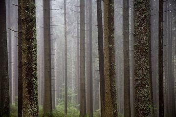 Bos in de mist van Jürgen Wiesler