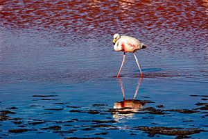 Die Flamingos der Laguna Colorada