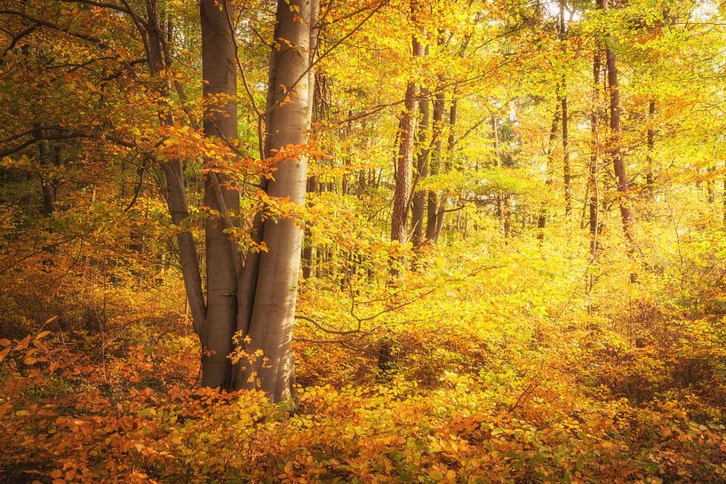 Autumn colours in the forest by Tobias Luxberg