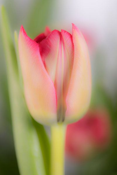 Aufgehende Tulpenblüte by Monika Scheurer