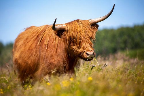 Schotse Hooglander in veld met bloemen