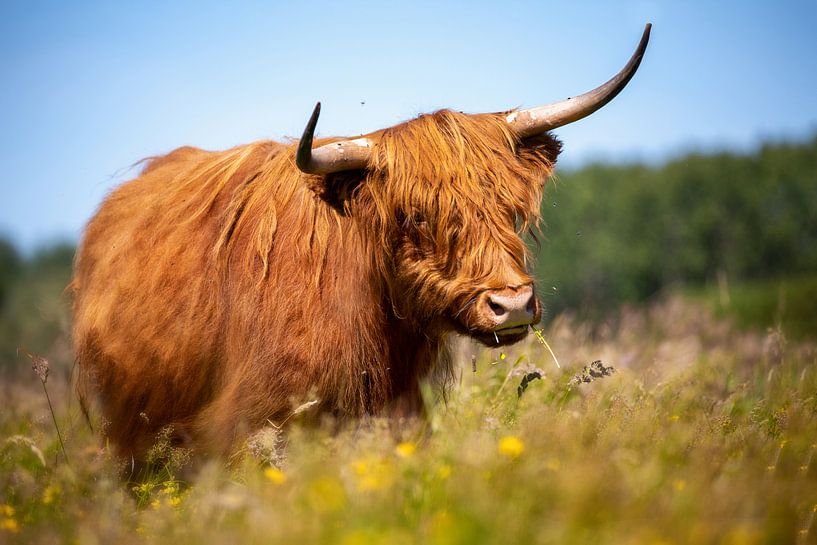 Schottischer Highlander im Feld mit Blumen von Caroline van der Vecht