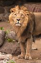 Der Löwenkater ist eine große räuberische, starke und schöne Katze mit einer prächtigen Haarmähne. von Michael Semenov Miniaturansicht