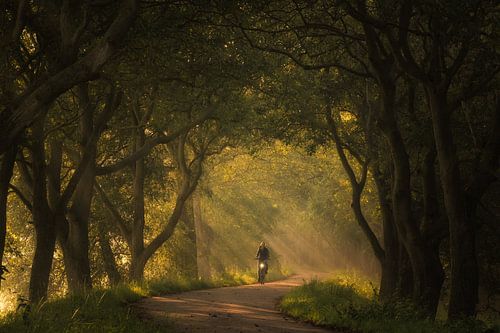 Fietsen door de zonnestralen