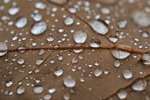 Regen druppels op een eiken blad