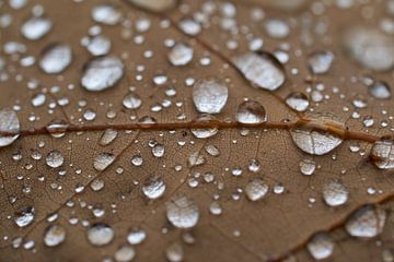 Regen druppels op een eiken blad van Cor de Hamer