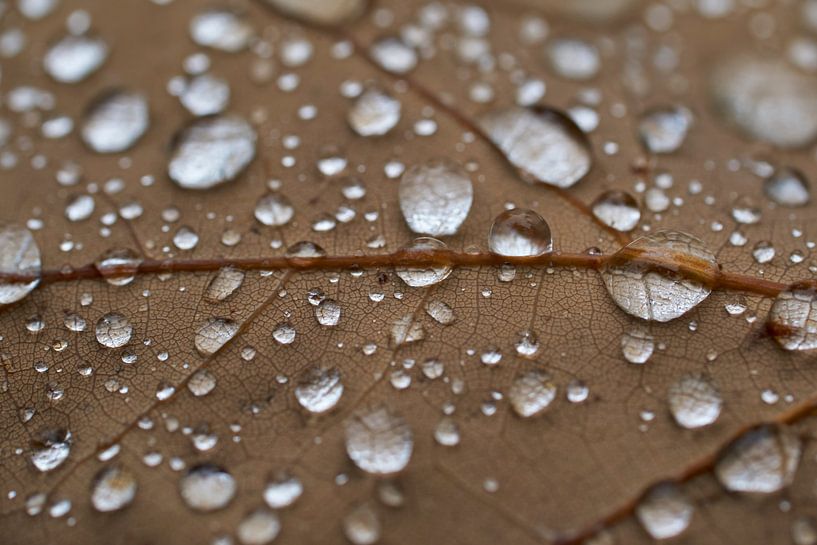 Regen fällt auf ein Eichenblatt von Cor de Hamer