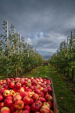 Frische Ernte aus dem Alten Land: Knackige Äpfel im Herzens des Obstanbaus von Christian Möller Jork
