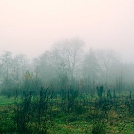 Groene Bosrand - bos, grasveld, mist, nevel, ochtend van Nicole Schyns