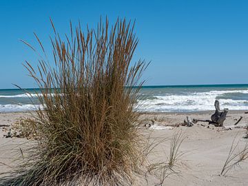 Dunes on the Adriatic Sea in Italy by Animaflora PicsStock