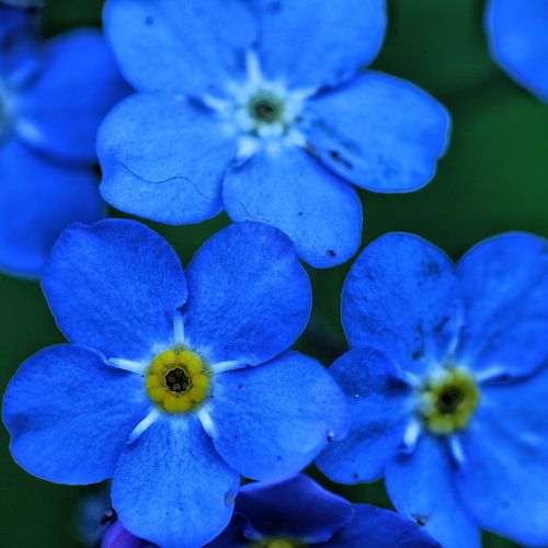 Forget-me-not
