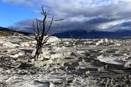 Dead tree in Yellowstone by Antwan Janssen