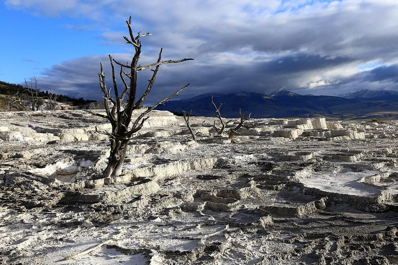 Arbre mort à Yellowstone par Antwan Janssen