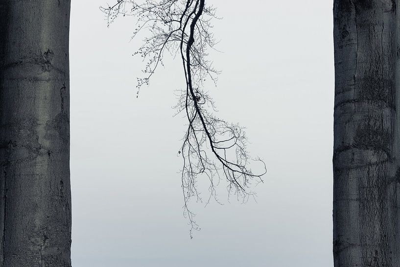 Minimalism by Ronny Rohloff