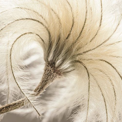 Natürliche Sanftheit: Flauschiges Pflänzchen von Marjolijn van den Berg