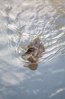 Duckling in the water