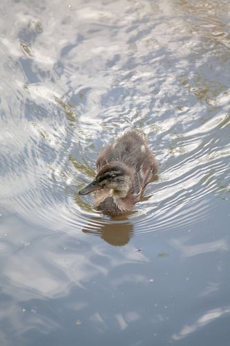 Eendje in het water