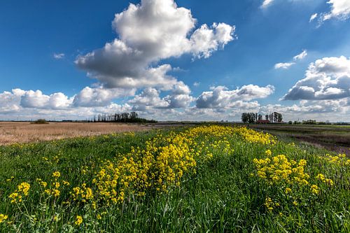 Dutch skies in nature reserve de Onlanden