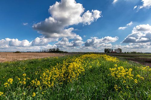 Hollandse Luchten in natuurgebied de Onlanden