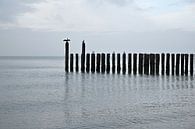 Cormorans sur la plage de la mer du Nord par 7Horses Photography Aperçu