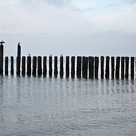 Cormorans sur la plage de la mer du Nord sur 7Horses Photography