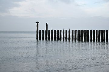 Cormorans sur la plage de la mer du Nord sur 7Horses Photography