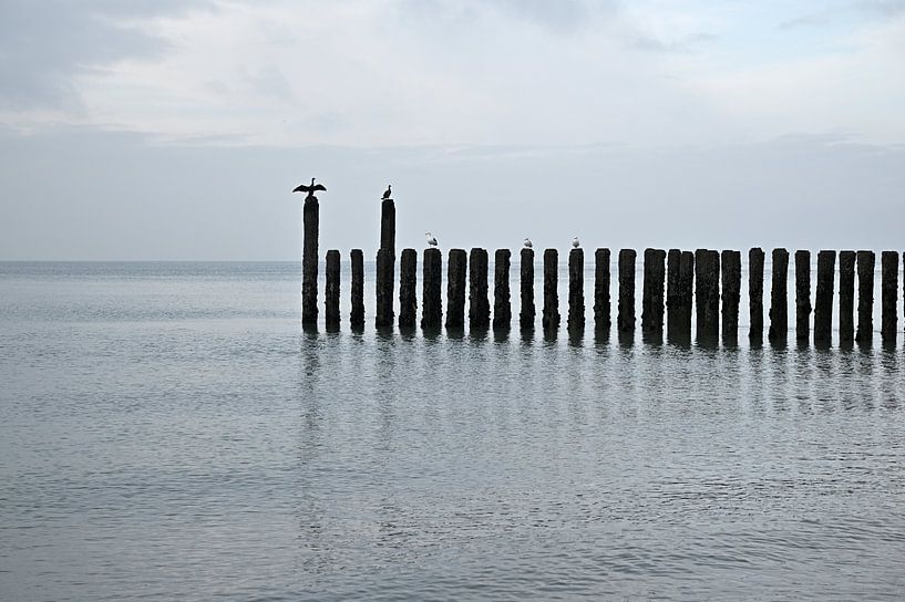 Cormorans sur la plage de la mer du Nord par 7Horses Photography