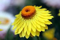Yellow flower