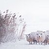 Besneeuwde schapen van Ton Drijfhamer