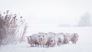 Moutons enneigés