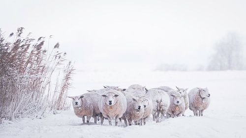 Snow-covered sheep by Ton Drijfhamer