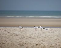 Seagulls on the beach
