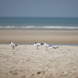 Seemöwen am Strand von Nella van Zalk