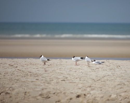 Seagulls on the beach