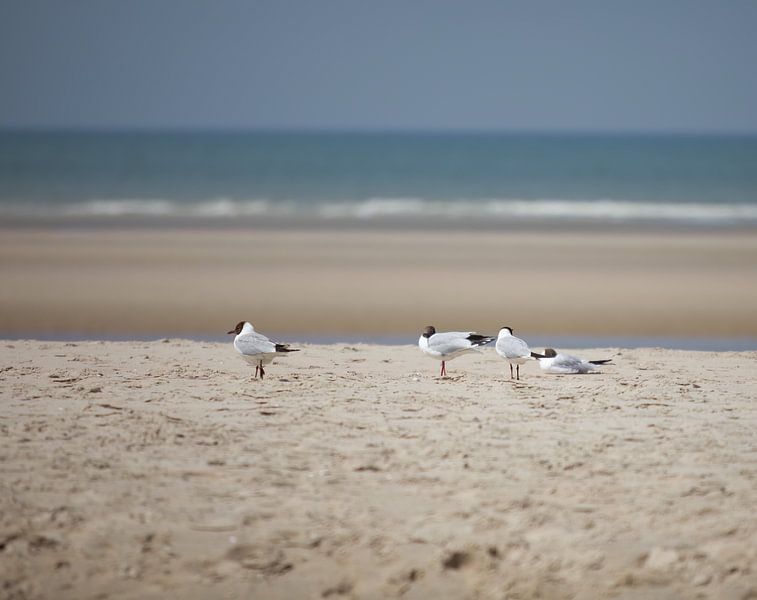 Seagulls on the beach by Nella van Zalk