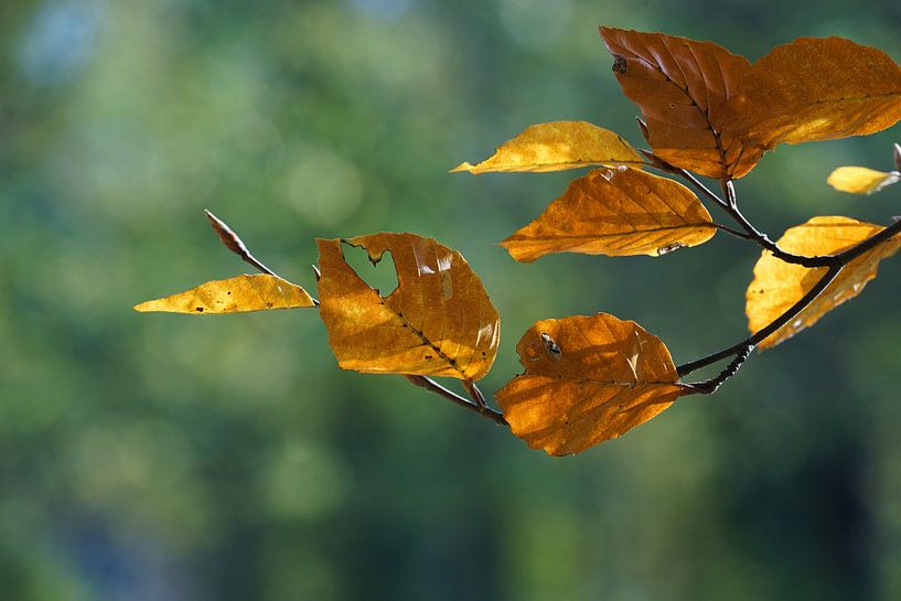 Automne par Andreas Wemmje