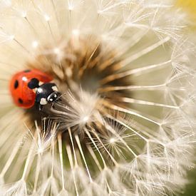 Ladybug on dandelion by Isabel van Veen