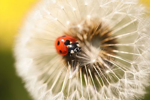 Marienkäfer auf Löwenzahn