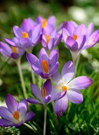 Fröhliche Krokusse von Corinne Welp