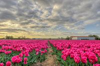 Roze bollen
