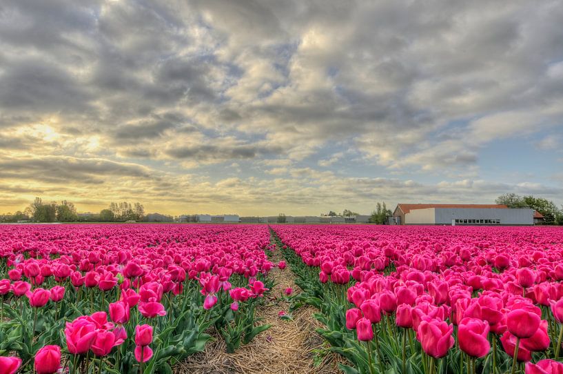 Roze bollen by arie oversier