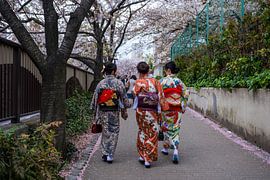 Kimonos and cherry blossoms by Luis Emilio Villegas Amador