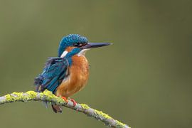 Eisvogel von Lies Bakker