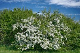 Hawthorn resp.Crataegus monogyna in spring by Peter Eckert