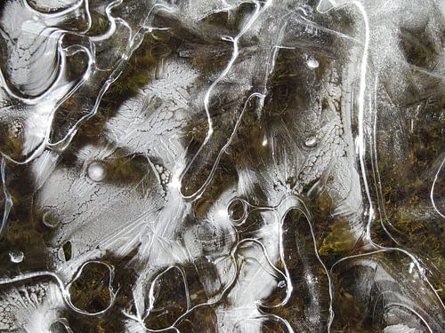 ice and moss